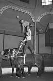 Furuviksparken invigdes 1936
Folkdanslaget Furuviks Ungdomslag och Barnkabarén blev Furuviksbarnen.
Ungdomscirkusen
Cirkusbyggnaden  Teater-Cirkus med cirka 600 platser, uppförd 1940.













