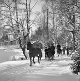 Furuviksparken invigdes pingstdagen 1936.

Tolkar efter en häst







