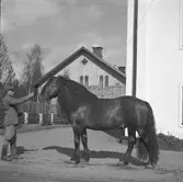 Godsägare Söderhjelm, Tolvfors Stuteri

