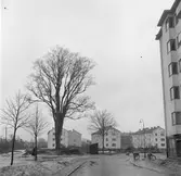 Almen vid korsningen Luthergatan och Bergsgatan


