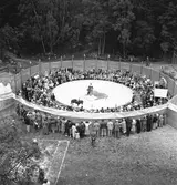 Furuviksparken invigdes 1936

Cirkus

Folkdanslaget Furuviks Ungdomslag och
Barnkabarén blev Furuviksbarnen













