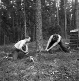 Opersångare Conny Söderström på skogshuggning med Egon Madsen. 8 augusti 1947.