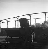 Grävmaskin som tippar kol i pannorna vid Gasverket. 1947. Reportage för Arbetarbladet.