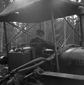 Stubbrytare. 1947. Reportage för Norrlands-Posten.