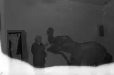 Furuviks direktör Nygren med elefanten Toby. 1947.