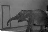 Furuviks direktör Nygren med elefanten Toby. 1947.