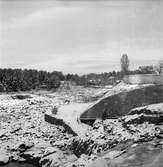 I 14. Torrlagd fåra runt Laxön. 1947.