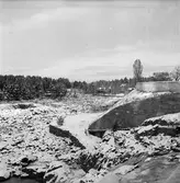 I 14. Torrlagd fåra runt Laxön. 1947.