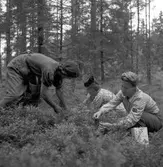 Konsum Alfa bärplockningsutflykt, cirka 1945.
