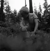 Konsum Alfa bärplockningsutflykt, cirka 1945.
