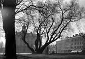 Pilträdet vid Rådhuset. 1945.