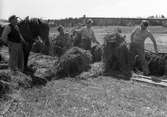 Höbärgning. Conny Söderström. Juni 1945.