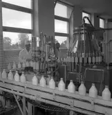 Gävle Mejeri 9 augusti 1953. Reportage för Gefle Dagblad.  Beställt av fru Myrberg.