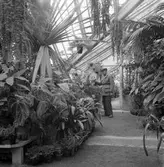 Gävle Stads växthus. 1946. Reportage för Norrlands- Posten