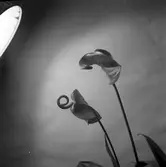 Gävle Stads växthus. 1946. Reportage för Norrlands- Posten. (Flamingo)