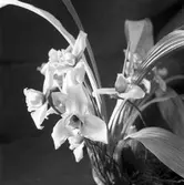 Gävle Stads växthus. 1946. Reportage för Norrlands- Posten. (Narcisser)