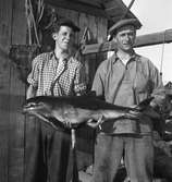 Tumlare vid Bönan, 12 augusti 1953.  Georg Wahlström, Utvalnäs står till höger på bilden men killen till vänster är okänd, berättar Sune Flodberg i Arbetarbladet 15 februari 2014.
