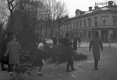 Julgransförsäljning, Rådhustorget. 1941.
