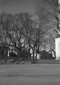 Träd vid Heliga Trefaldighets Kyrkan, 9 maj 1941.
Stadsarkitekt S. H. Wranér.