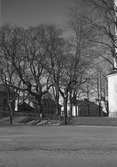 Träd vid Heliga Trefaldighets Kyrkan, 9 maj 1941.
Stadsarkitekt S. H. Wranér.