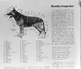 Holger Olsson, information om hunden och om hundkyrkogård i Stockholm

