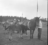 Hushållningssällskapet. Gävleutställningen sommaren 1946 vid Travbanan och Folkparken. Lantbruksmöte