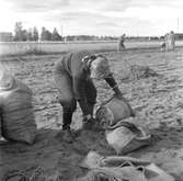 Potatisplockning. Hille Flickskolans elever. 25 september 1948.