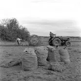 Potatisplockning. Hille Flickskolans elever. 25 september 1948.