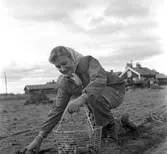 Potatisplockning. Hille Flickskolans elever. 25 september 1948.