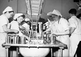 Valbo slakthus. Packning av konservburkar. Den 15 oktober 1941