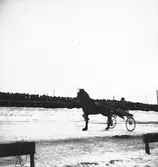 År 1937. Gefle-Dala Travbana. Häst. Reportage för Gefle Dagblad