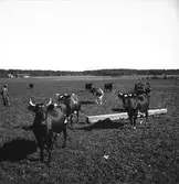 Lantbruksreportage för Norrlands-Posten. Kor