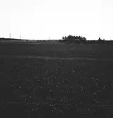 Lantbruksreportage för Norrlands-Posten

