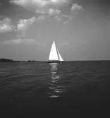 År 1938. Norrlandsregattan. Segelbåt. Reportage för Gefle Dagblad.