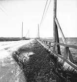 Mars 1938. Stormfällning. Reportage för Gefle Dagblad
