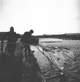 Mars 1938. Stormfällning. Reportage för Gefle Dagblad
