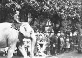 År 1938. Vårreportage.Cirkusparad. Reportage för Gefle Dagblad
Elefanter