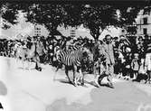 År 1938. Vårreportage. Cirkusparad. Reportage för Gefle Dagblad
Zebra