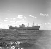 M.S. Prominents provtur. 12 oktober 1948. Gävle Varv anlades 1873. Efter en konkurs 1921 bildades Gefle Varfvs och Verkstads Nya AB, som bland annat tillverkade oljecisterner och utrustningar till pappersmassefabriker. På 1940-talet återupptogs skeppsbyggeriet.
