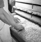 Interiör från Gävle Makaronifabrik, Södra Centralgatan 27, Gävle. 22 februari 1946.