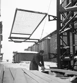 Brädgård. Skutskär sågverk, 25 februari 1946.