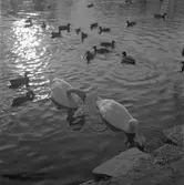 Vårreportage för Arbetarbladet. 19 februari 1949.