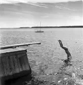 KFUM:s sommarhem, Kvistrum, Aludden 31. år 1949. Kristliga Föreningen av Unga Män. Föreningen bildades i Sverige 1884. Reportage för Gefle Dagblad.