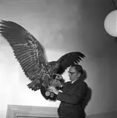 Läroverkets uppstoppade fågel. 1949.