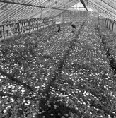 Sörby Handelsträdgård Trädgårdsmästare Ohlsson.       6 maj 1949.
