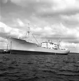 Fartyget Oklahoma förankrat vid Korsnäs. 10 maj 1949.
