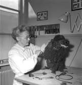 Hundinstitutet, reportage för Norrlands-Posten. 13 maj 1949.

