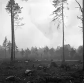 Brand i Forsbacka. Maj 1949.
