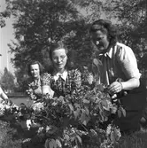 Husmoderns reportage från seminariet, blomsterkurs.   16 maj 1949.