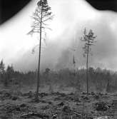 Skogsbrand Älvkarleby, Gårdskär med flera orter.       Maj 1949.